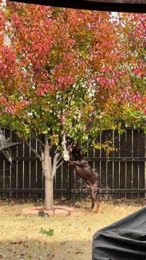 Cute Doberman Reacts to Moose Outside