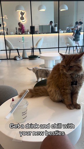 Discover the Best Cat Cafe in Dubai at Cat Cafe Vibrissae
