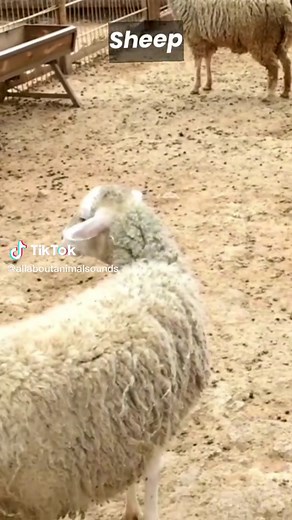 Sheep Sound Compilation