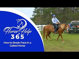 How to Break Pace in a Gaited Horse | Horse Help - Michael Gascon