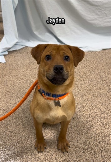 We love spoiling our pups! Come see some of our adoptable dogs 🥰🥰 #dogrescue #adoptabledogs #dog #dogs #animalrescue