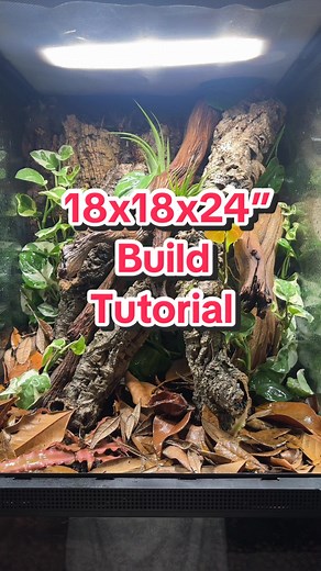 Creating a Bioactive Enclosure with ZooMed Terrarium