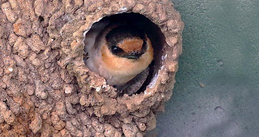 Cave Swallow Identification, All About Birds, Cornell Lab of Ornithology