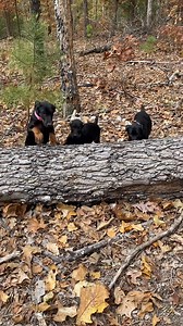 Omnia Paratus Doberman Kennels on Reels