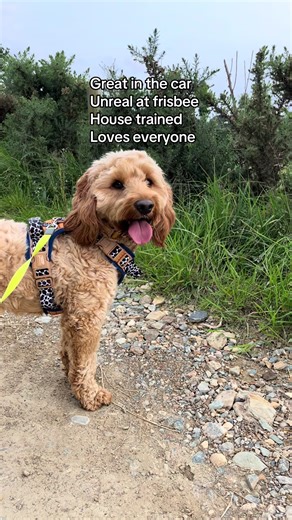 Luíseach Alexander on TikTok