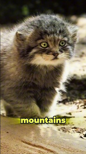 This Cat Sounds Like a Bird 😱- The Reason Will Blow Your Mind 🤯😱