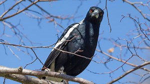 Six tips to avoid swooping magpies