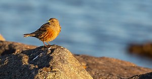 Sjældne fugle spottet i Skagen