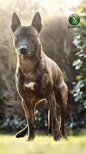 Meet the Dutch Shepherd: The Underrated Working Dog