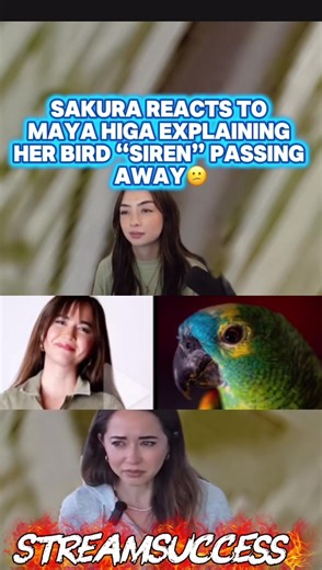 Sakura Reacts to Maya Higa Explaining Her Bird “Siren” Passing Away😕 | #fyp #foryoupage #mayahiga #siren #sakura