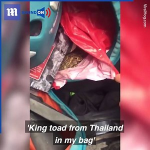 This toad hitched a ride all the way from Thailand! 😱🐸via ViralHog | Daily Mail Video