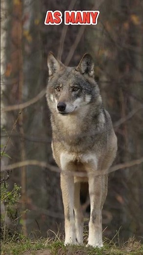 Do Wolves Attack Humans? 🐺😲