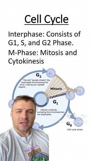 Understanding the G0 Phase of the Cell Cycle