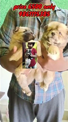 German spitz female puppy for sale 6500 only