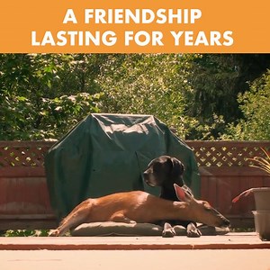 This unusual friendship between a wild black-tailed deer 🦌and a great dane is the sweetest thing you'll see today. 🧡 | Real Wild