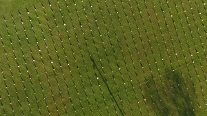 4.3K reactions · 417 shares | Every summer, patriots and veterans like you fill our field at DAV's National Headquarters with American flags, each one in honor of those who served our country. Add your flag today.  | DAV | Facebook