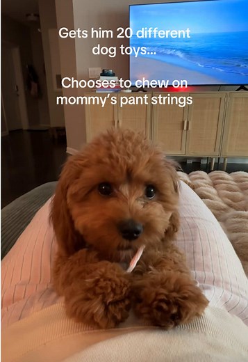 Cavapoo Puppy Picks Pant Strings Over Dog Toys