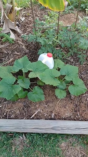 #gardenhack #gardenhacks #gardening #HowToGardenChannel #howtogarden #