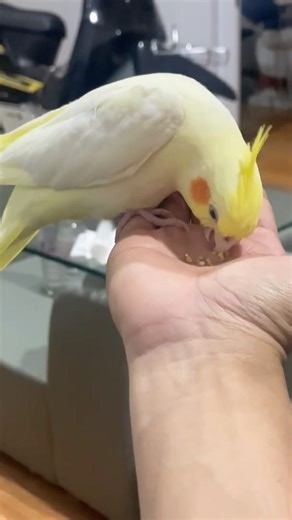 Teaching a cockatiel to eat food from your hand 🤚🦜🌾