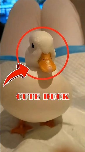 🐾 Top 4 Cutest Indoor Pets You’ll Instantly Fall in Love With 😍 (Last One Looks Like a Living Toy!)