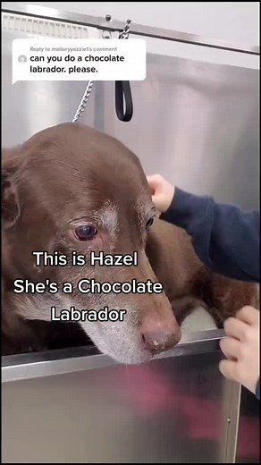 Labrador Shedding Treatment: A Grooming Transformation