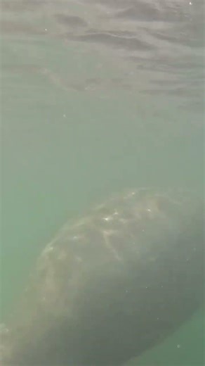 Baby Manatee Calls For its Mother & She Emerges 🐋 👶 ✨