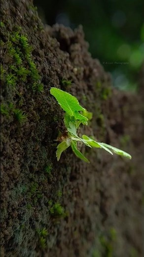 Photography Tutorial for Beginners | Learn Camera Settings & Pro Tips. #beginnerphotography