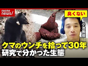 【クマの生態】何を食べている？なぜ集落に執着？3000個のウンチ研究で分かったこと「クマが森をつくる」｜ABEMA的ニュースショー