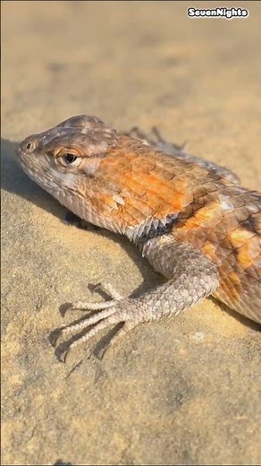 Discover Niger's Wildlife #travel #discover #niger #wildlife #animals #explore #nature #shorts