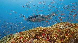 What is biodiversity