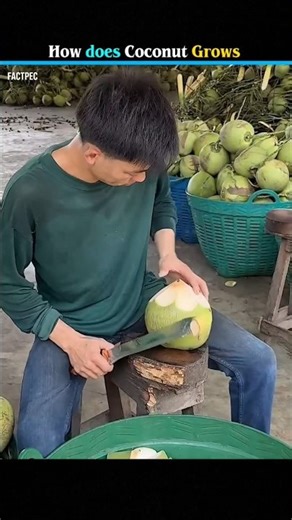 How Coconuts Spread Around the World