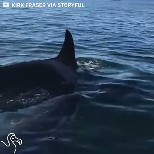Seal Jumps Inside Boat To Escape Orca