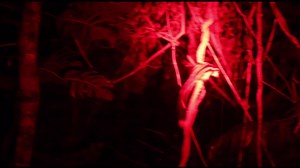 Volume up . This is what the little “stripper” Striped possums sounded like the other night ( I posted a photo of the male in a compromising position the other day ) . Apparently all the fuss is over a female . I try and get ID shots of these guys in my yard , the stripes vary a lot but it’s hard to get good shots as they often don’t pose well . There were 5 arguing the other night that’s the most I have seen in close proximity before. | Solar Whisper Daintree River Crocodile & Wildlife Cruises