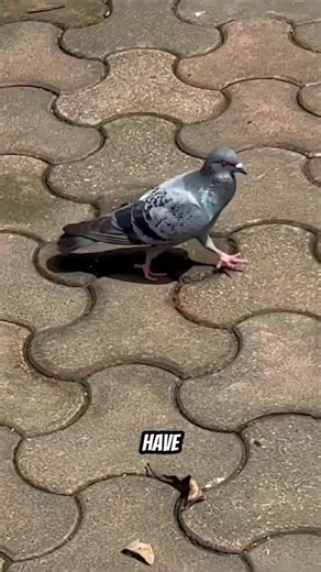 Why Birds Bob Their Heads When They Walk