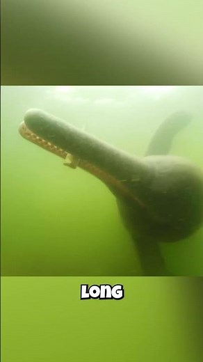 🐬 Dolphins in Rivers?! 🐬 Meet the Ganges River Dolphin!