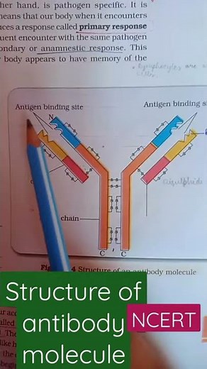 Structure of antibody molecule, ncert Biology