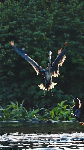 🐾 A majestic barn owl delivers a flower to a lonely fox cub