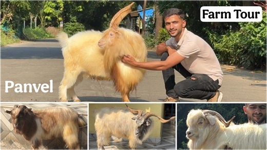 Aafiya Goat Farm Panvel | Full Farm Tour & Exotic Goats | FSA Entertainment