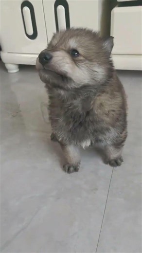 Czech Wolfdog: The Ultimate Canine Wolf Lookalike