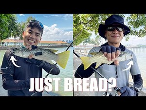 Bread for Bait? Easy way to Catch Mullet & Halfbeak