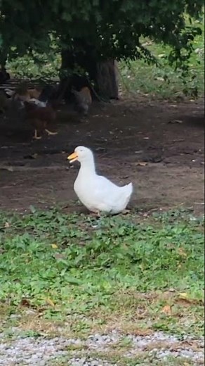 LOUD Pekin duck quacking 🦆
