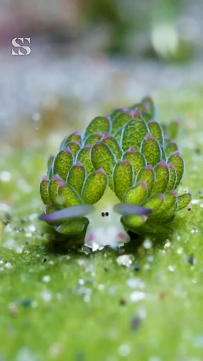 Nature's Cutest Solar-Powered Sheep. The leaf sheep sea slug—a tiny, adorable creature that photosynthesizes like a plant! 🌱 By absorbing algae, it literally suns itself to survive—one of Earth's rarest solar-powered animals! It looks like a cartoon sheep and defies science! | Sea Secrets