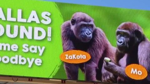 Gorilla brothers at Riverbanks Zoo heading to Dallas | Haystack News
