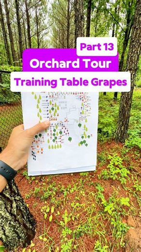 What table grapes are you growing? 🍇✨ Post your varieties in the comments — I’m always looking for new favorites to try!👇Welcome to part thirteen of my Home Orchard Tour series 🎥🌿 and today we’re checking out my American-type table grapes — the perfect pick for southern gardens 🍽️🌞All of these are Vitis labrusca varieties, which are generally much better suited for home growers in the South than the European types (Vitis vinifera) because they handle humidity and disease pressure like cham