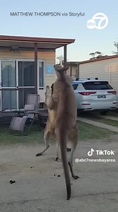 36K views · 335 reactions | Two kangaroos went head-to-head at a mobile home park in Pambula Beach, New South Wales. https://abc7ne.ws/2Lu50ZT | ABC7 News | Facebook