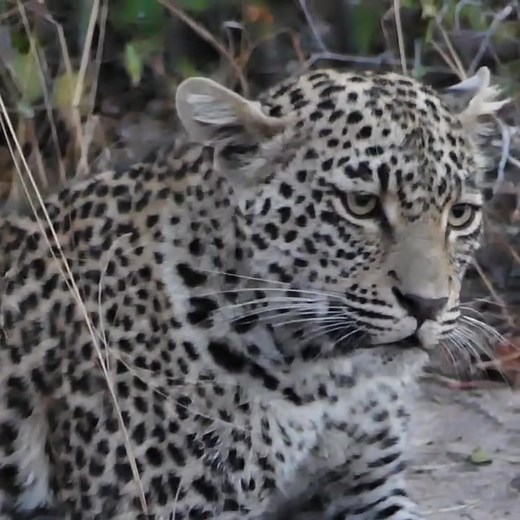 Hosana Male Leopard on Reels