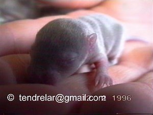 Breeding gerbils... The female and its babies