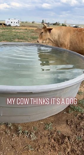 Never seen a cow drink like this #oaksbuckinbulls #cow #dog #stockcontractor #buckingbulls #rodeotok #investment #rodeo #wtf #grasspuppy #foryou #colorado #drinking #wannabe #cowboy #buckem