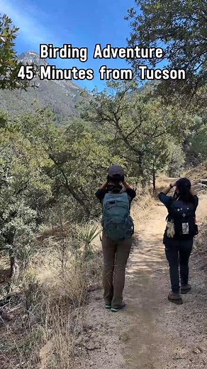 Birders, this one's for you! 🐦 Mid-April is peak migration season in Southern Arizona, and Madera Canyon (less than an hour away from Tucson) is where you want to be! Here are some tips to make the most of your birding adventure in Madera Canyon: Over 250 species have been spotted here — from colorful warblers to the rare Elegant Trogon. Whether you're a seasoned birder or just getting started, the trails and scenic views of Madera Canyon make it the perfect spot to catch the spring migration i