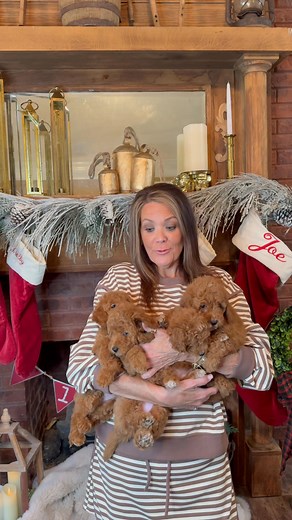 🎀🐶 “Girl gang goals! These mini Goldendoodle princesses are playful, loving, and ready for their new homes. If you want a bundle of joy this holiday season, here they are!” | Joe N Emma Garrett